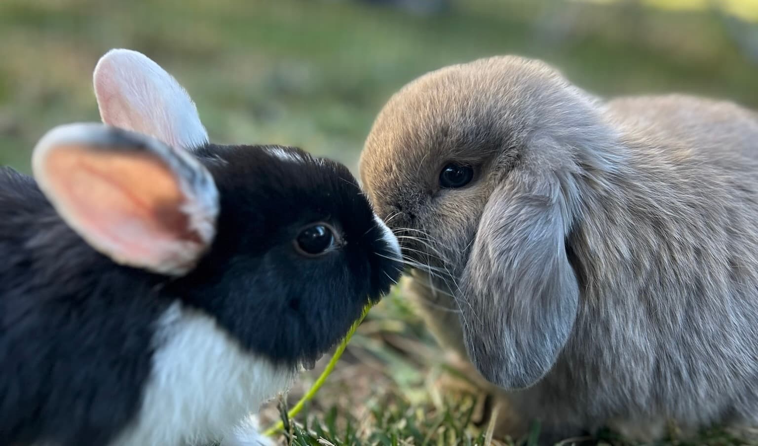 Adorable Holland Lops banner