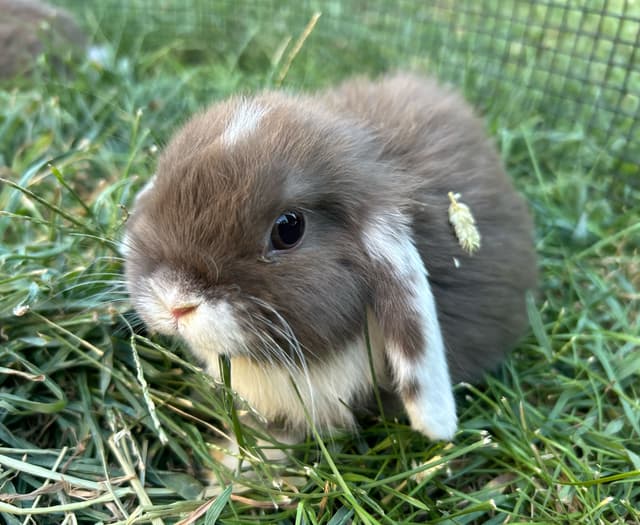 Blinko the bunny