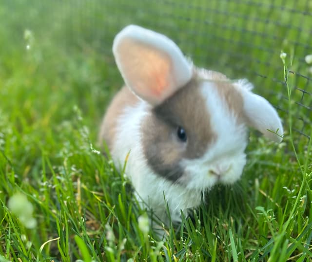 Cortado the bunny