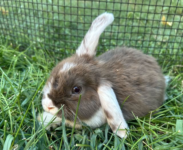 Winko the bunny